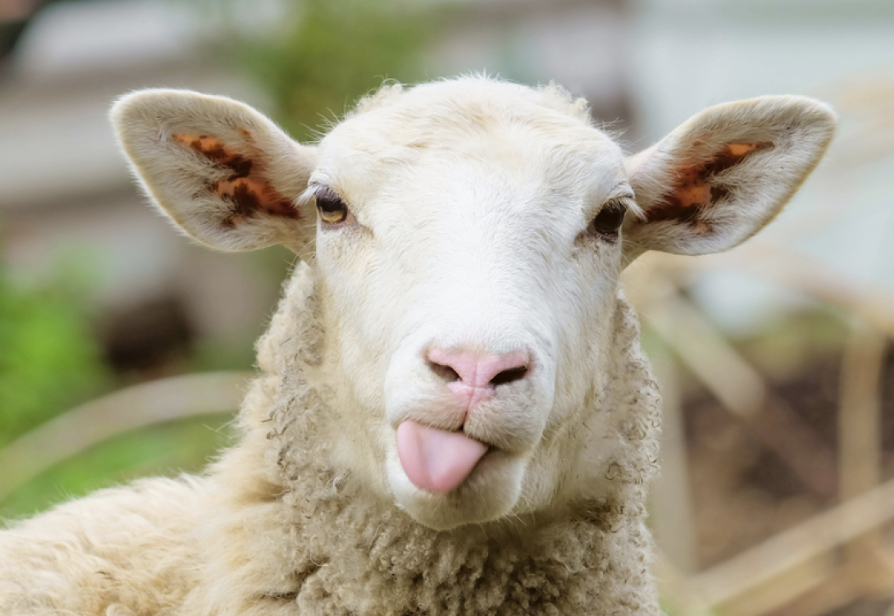 عيد الأضحى لبنان